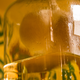 Image for article titled How to Make the Best Limoncello You've Ever Had